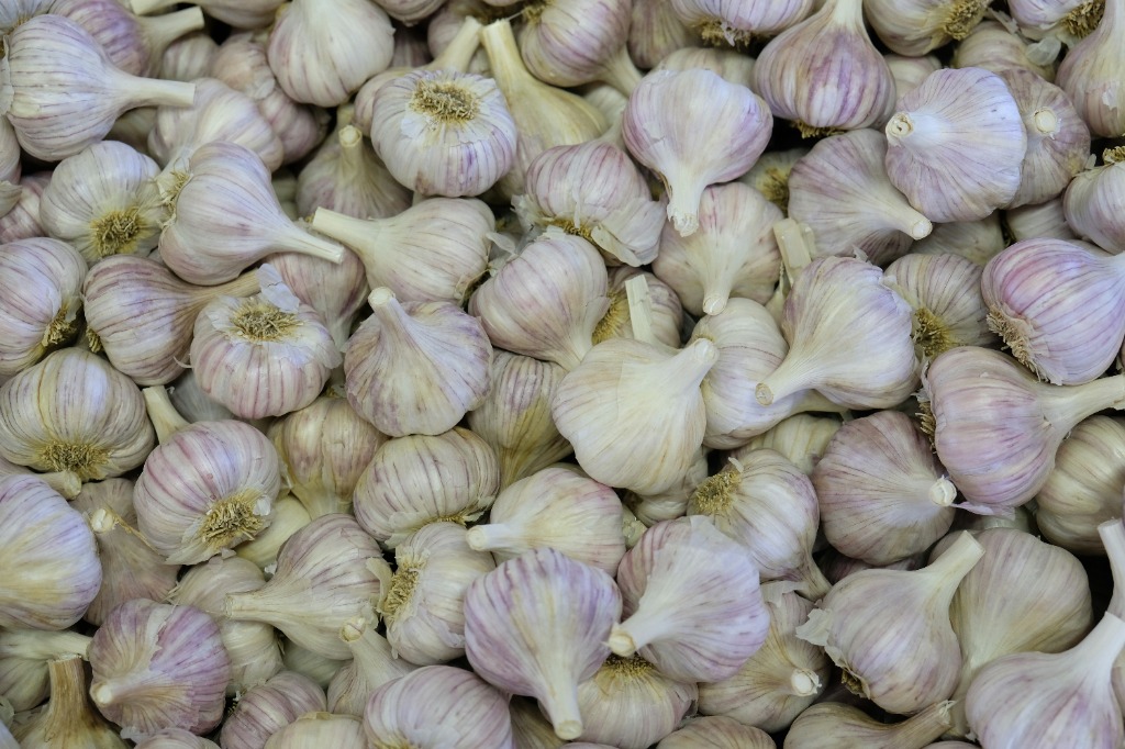 Argentine Garlic